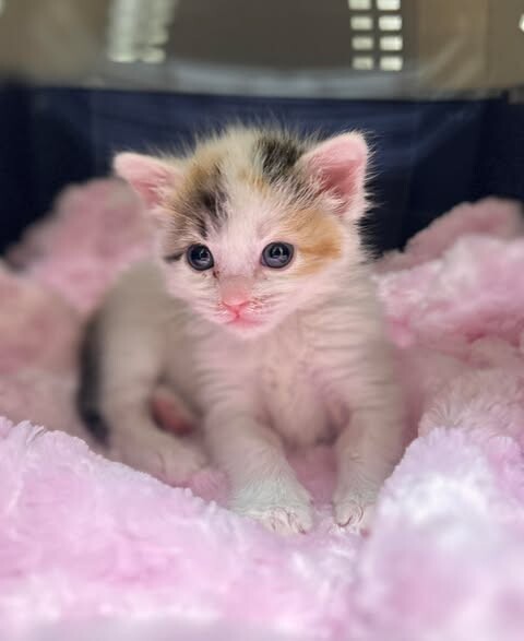 Picture of the Animal Listed