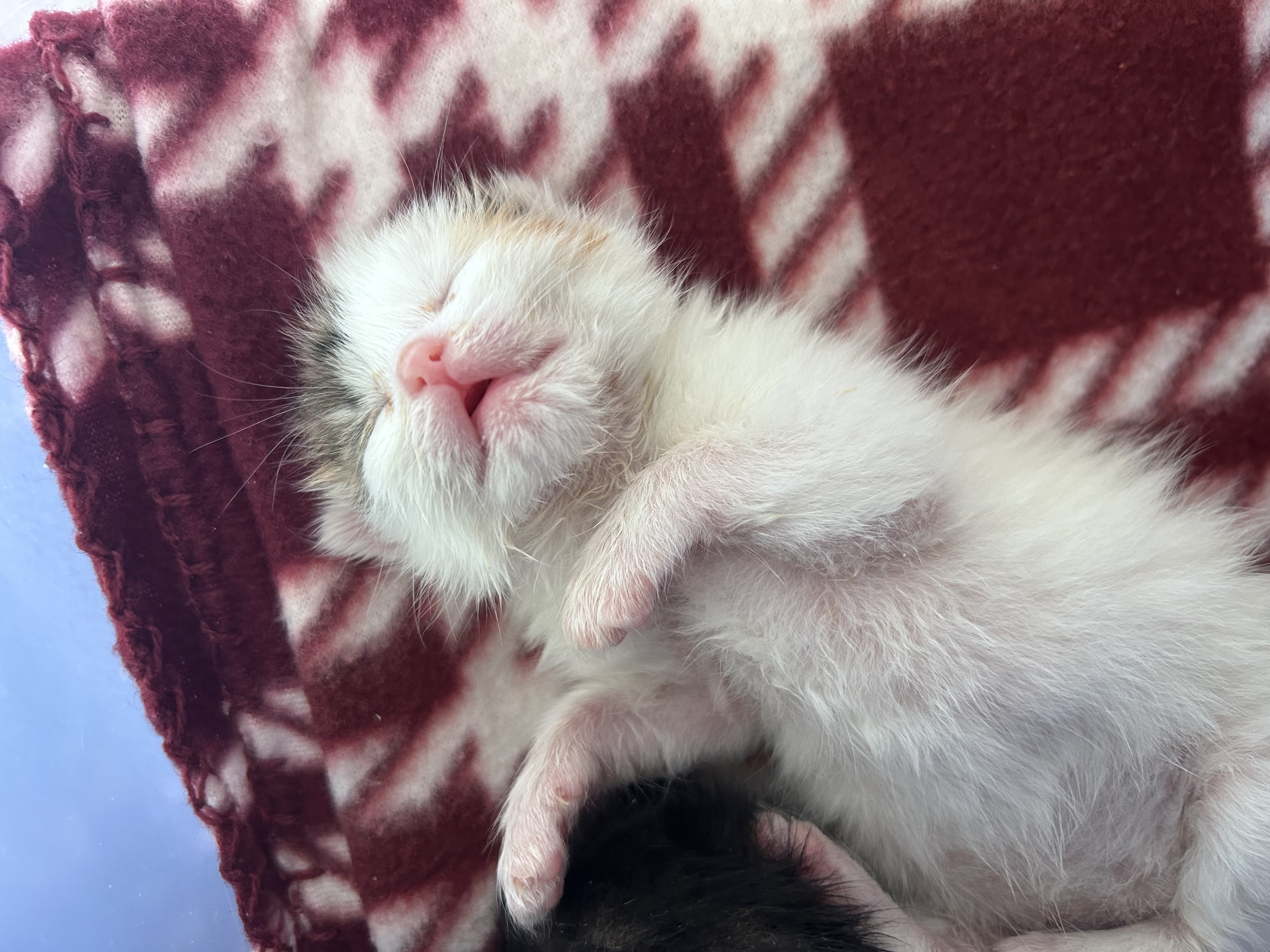 Picture of the Animal Listed
