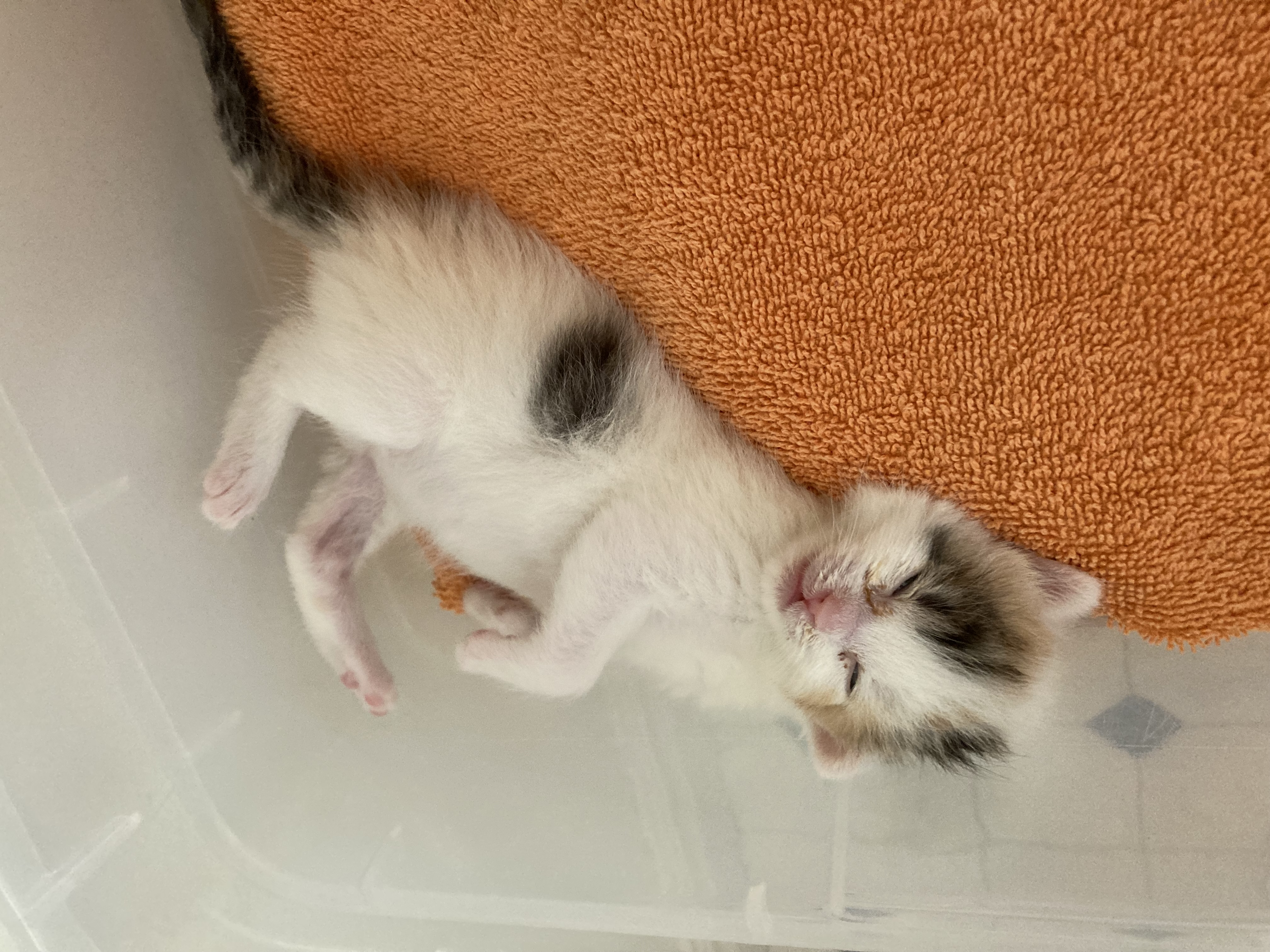Picture of the Animal Listed