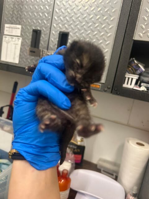 Picture of the Animal Listed