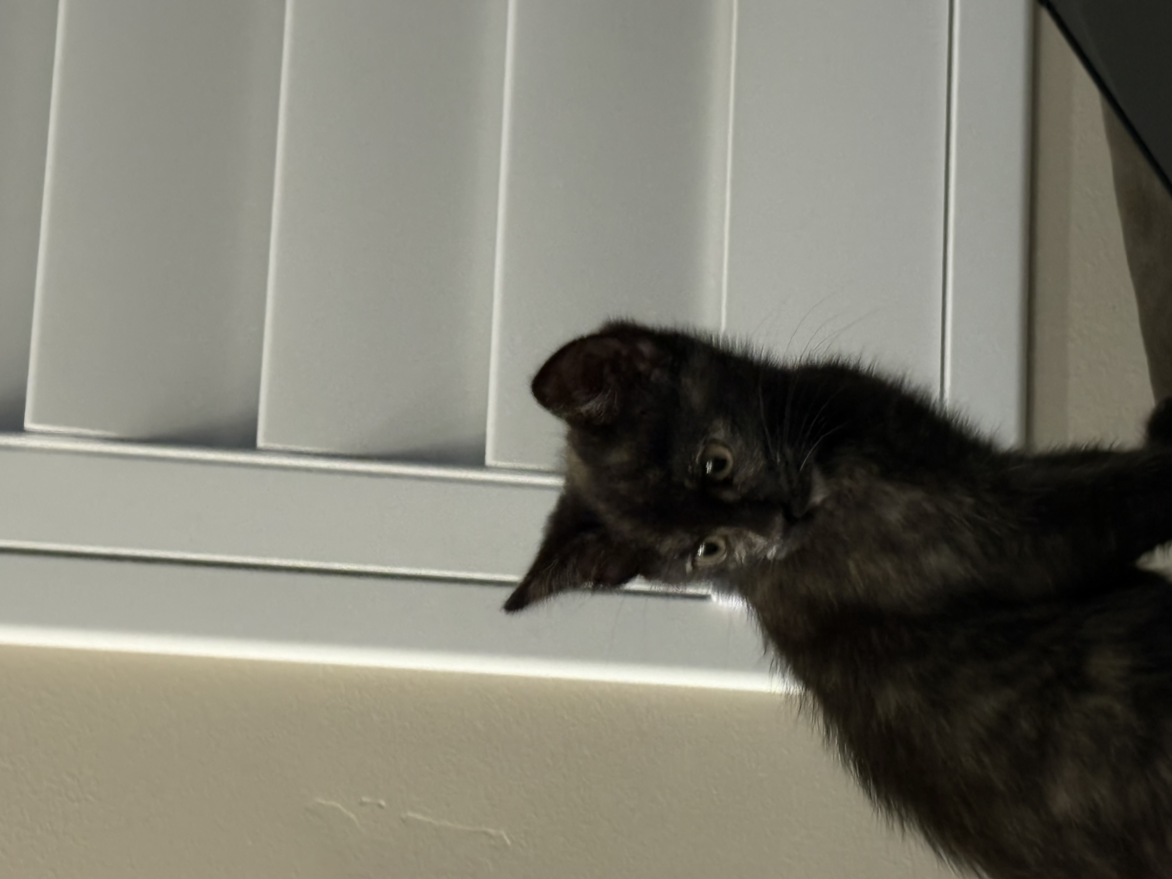 Picture of the Animal Listed