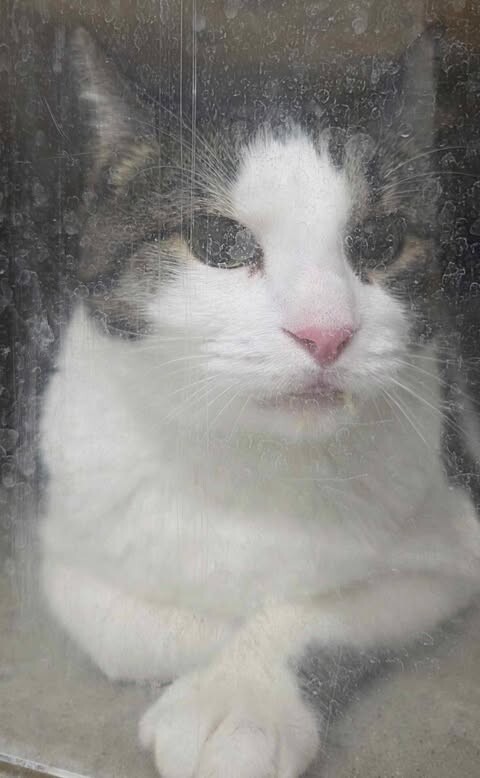 Picture of the Animal Listed