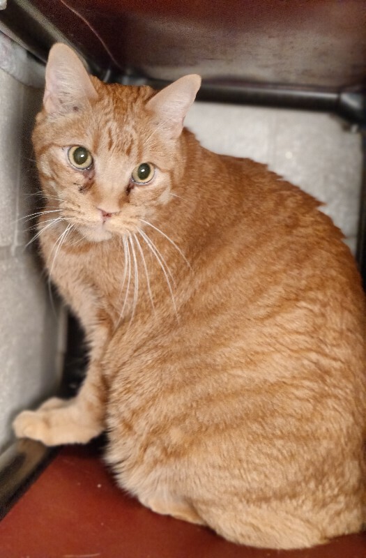 Picture of the Animal Listed