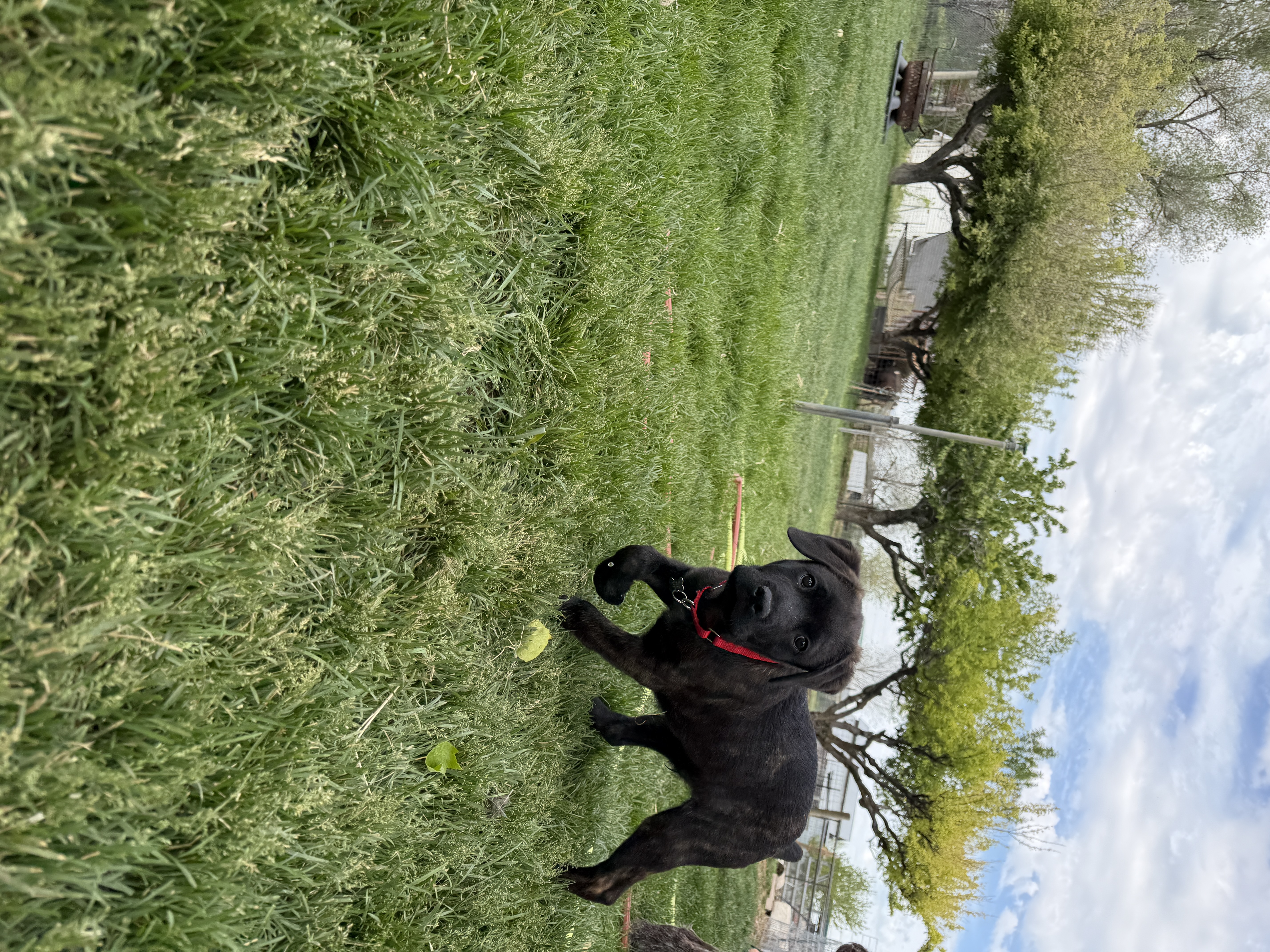 Picture of the Animal Listed