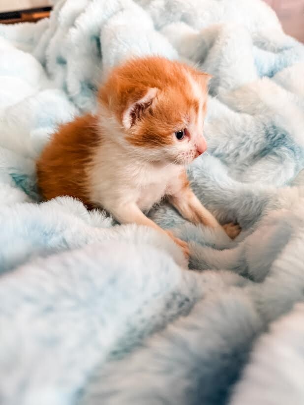 Picture of the Animal Listed