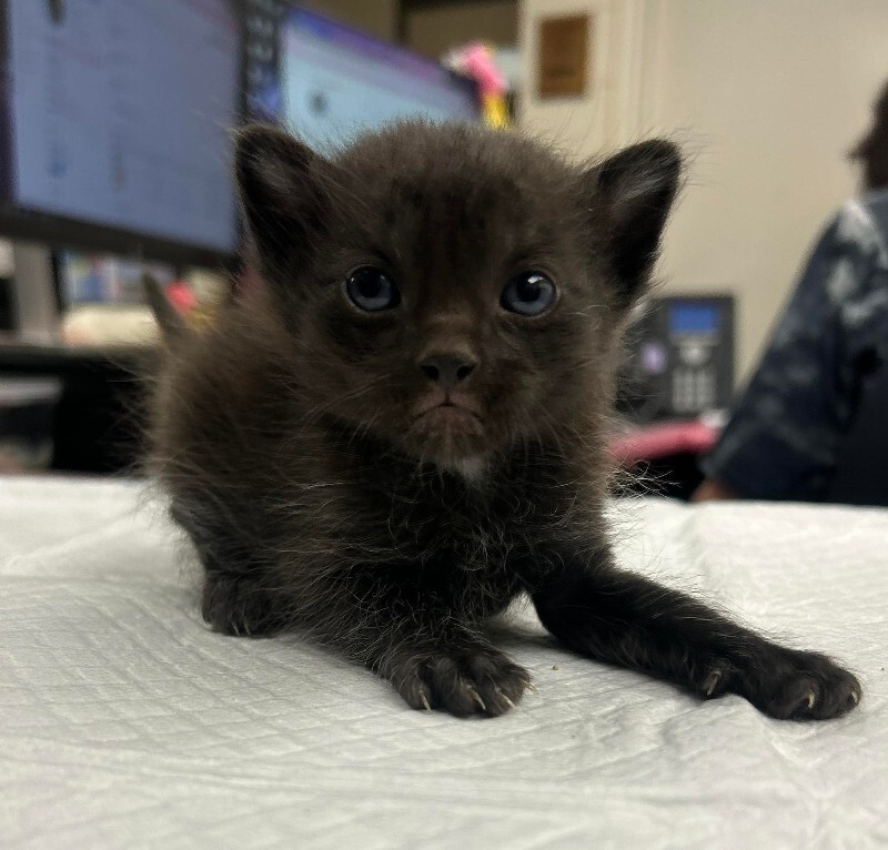 Picture of the Animal Listed