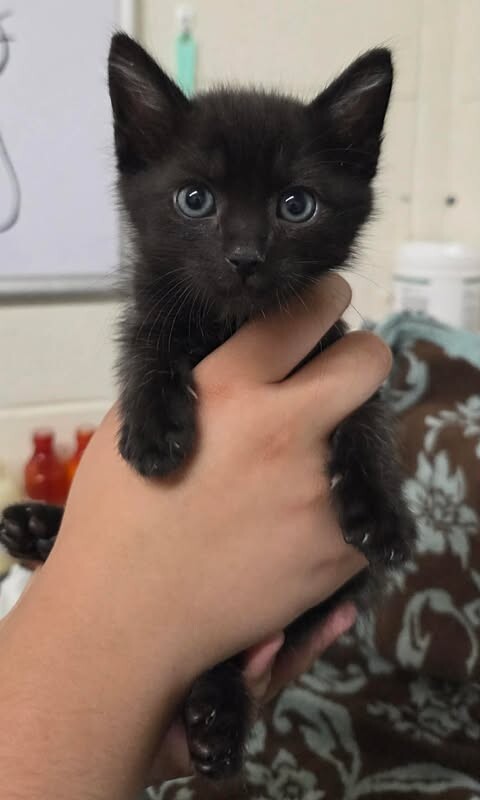Picture of the Animal Listed