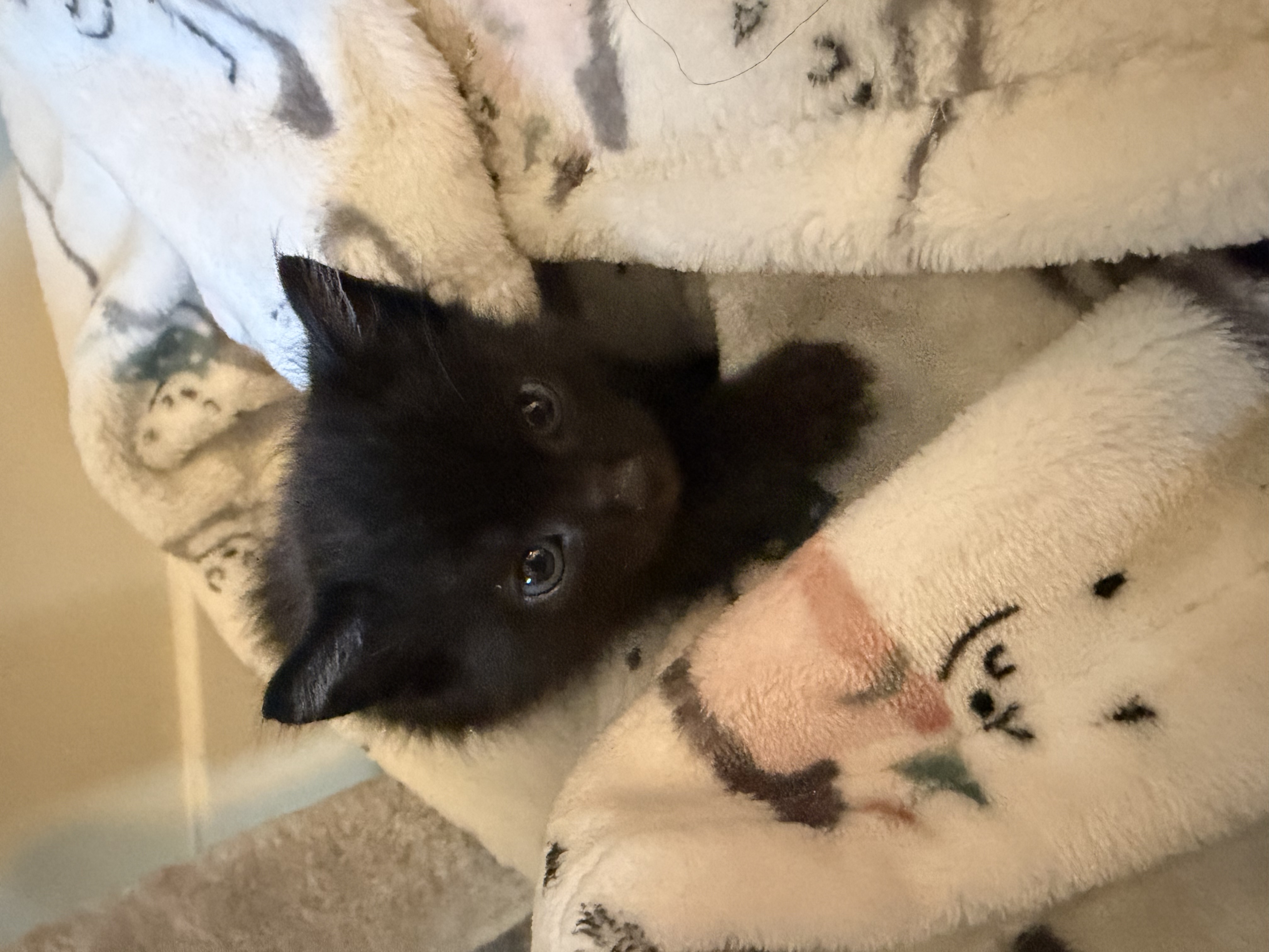 Picture of the Animal Listed