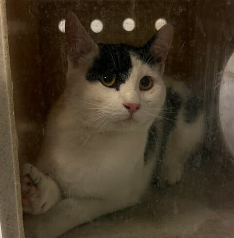Picture of the Animal Listed