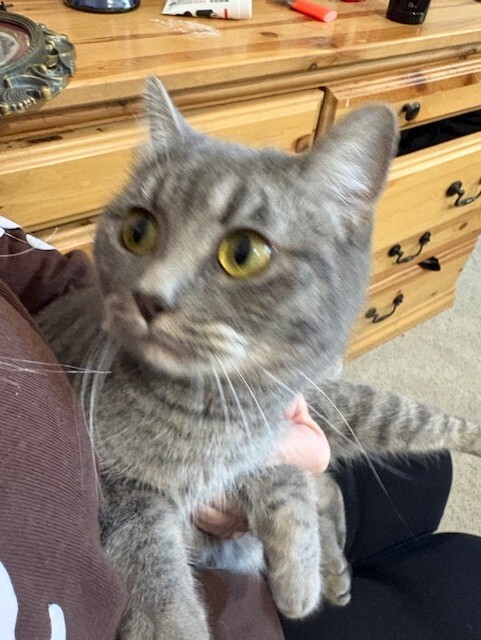 Picture of the Animal Listed