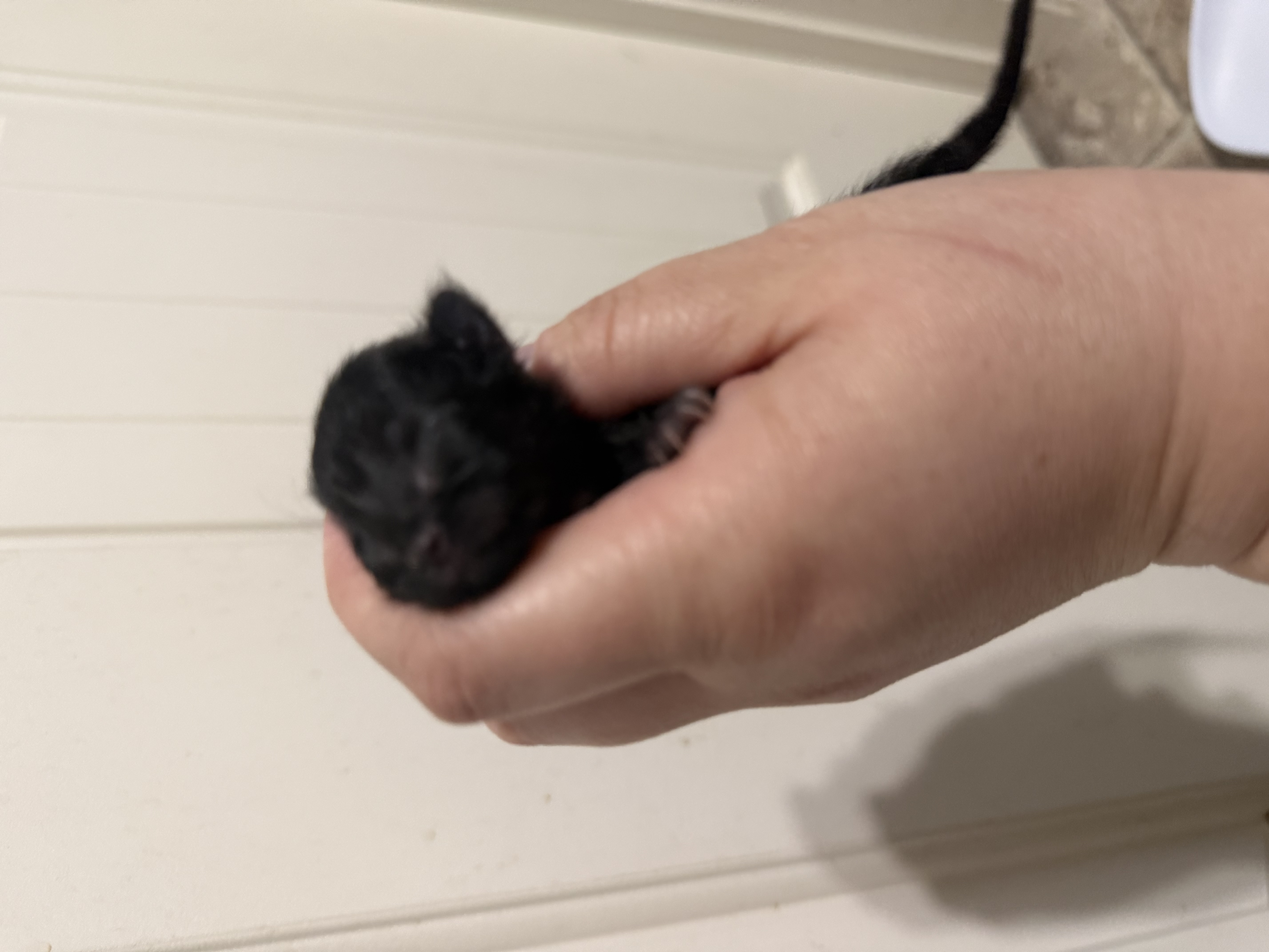 Picture of the Animal Listed