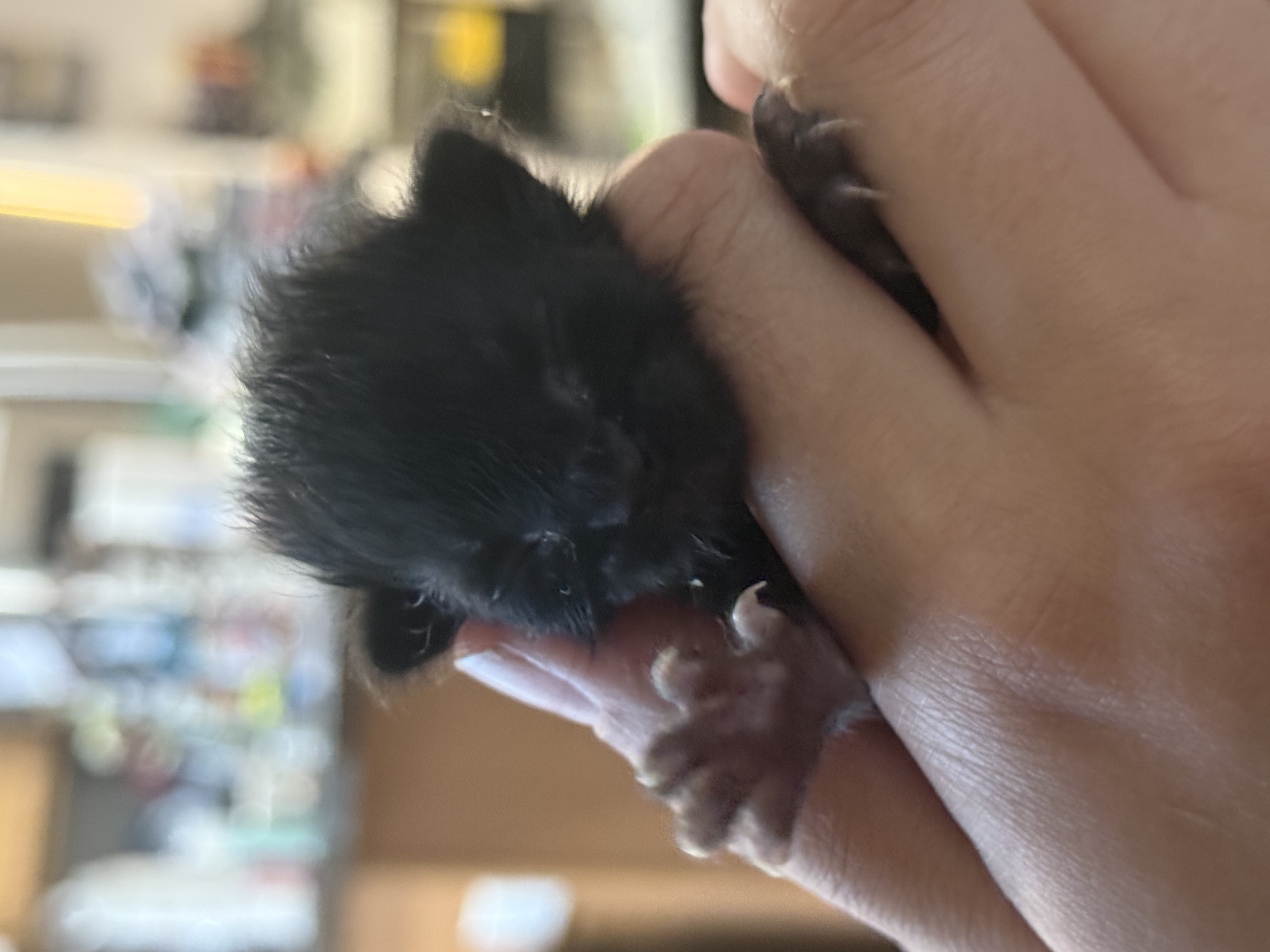 Picture of the Animal Listed
