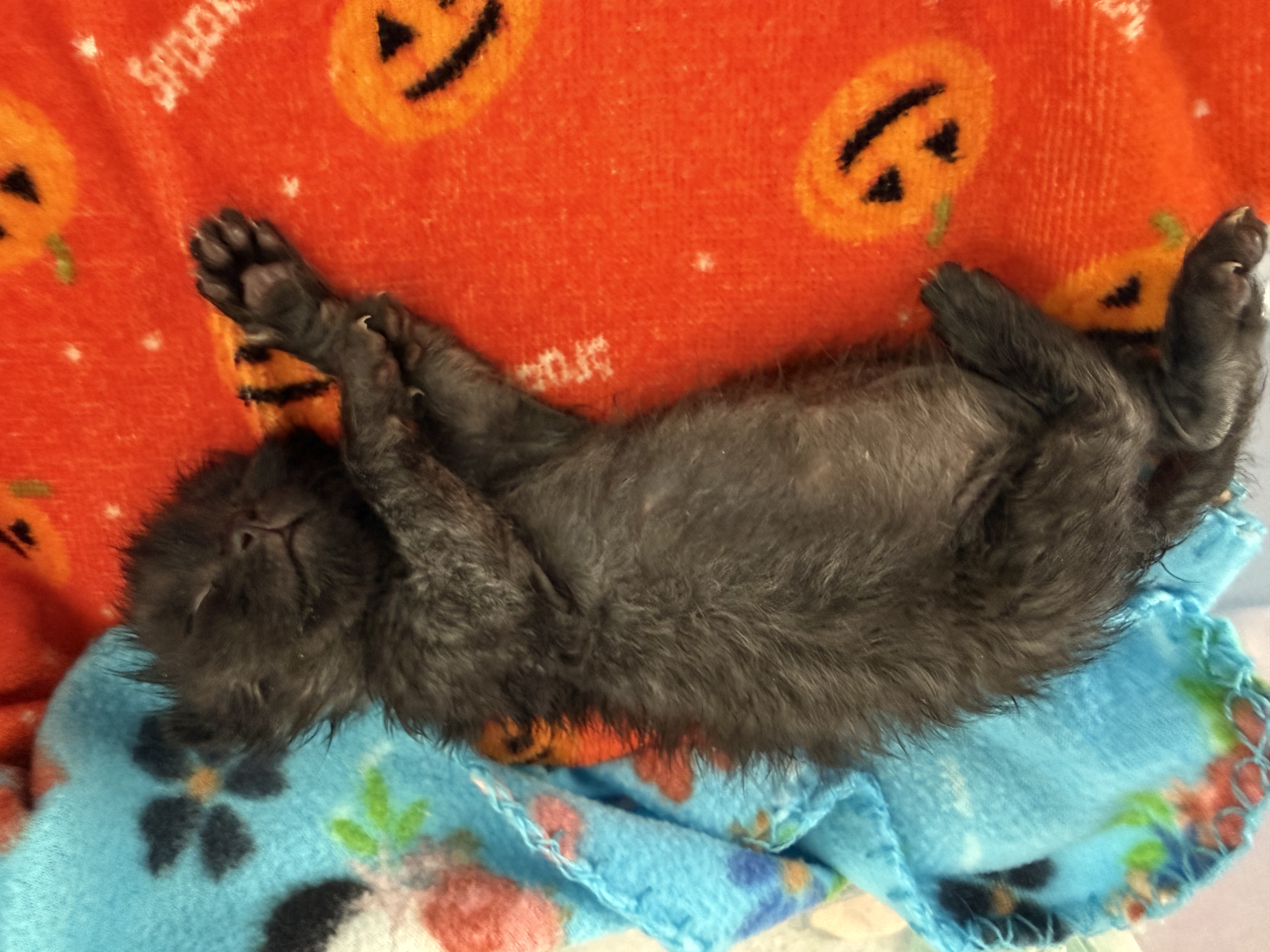 Picture of the Animal Listed