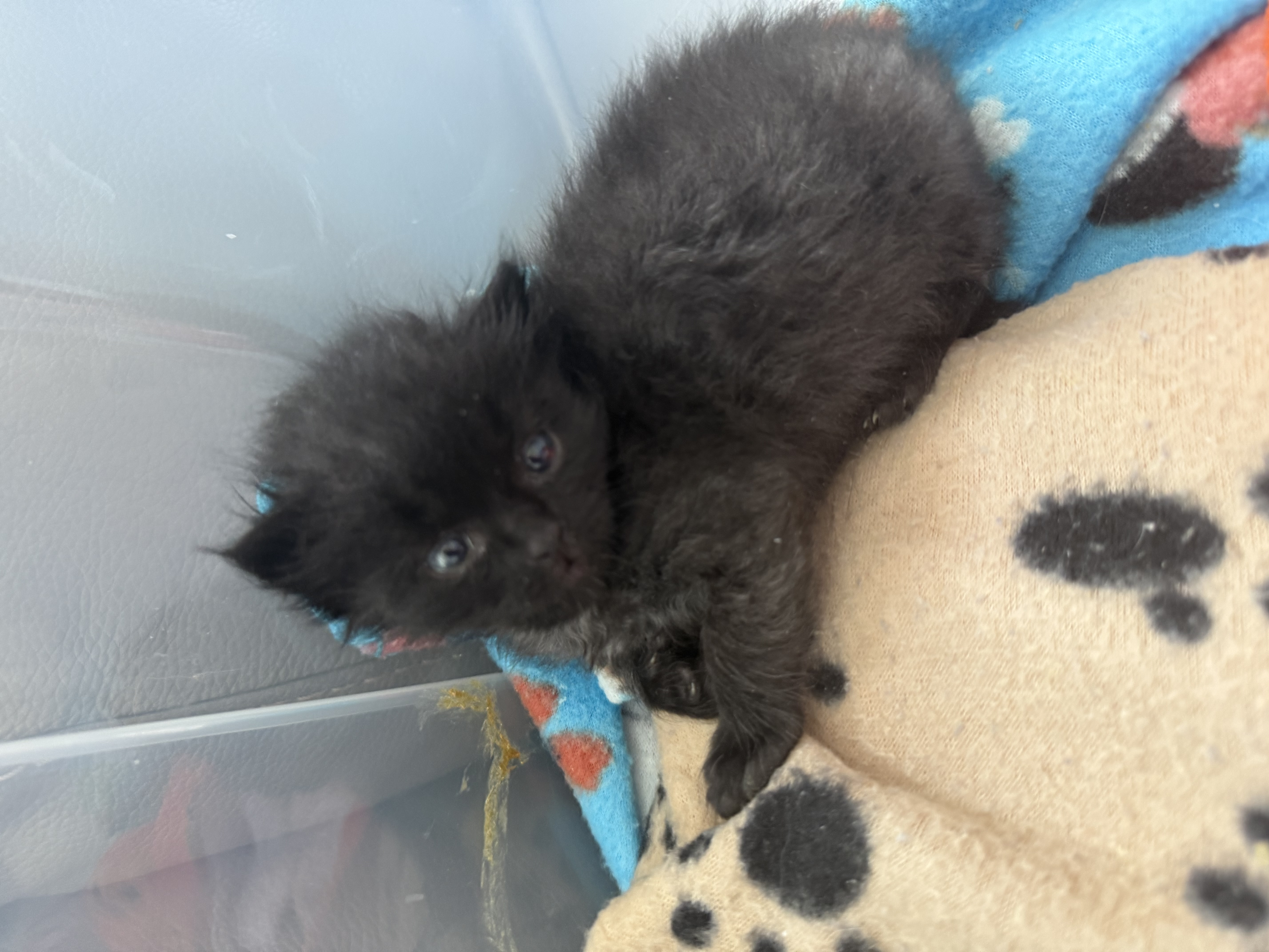 Picture of the Animal Listed