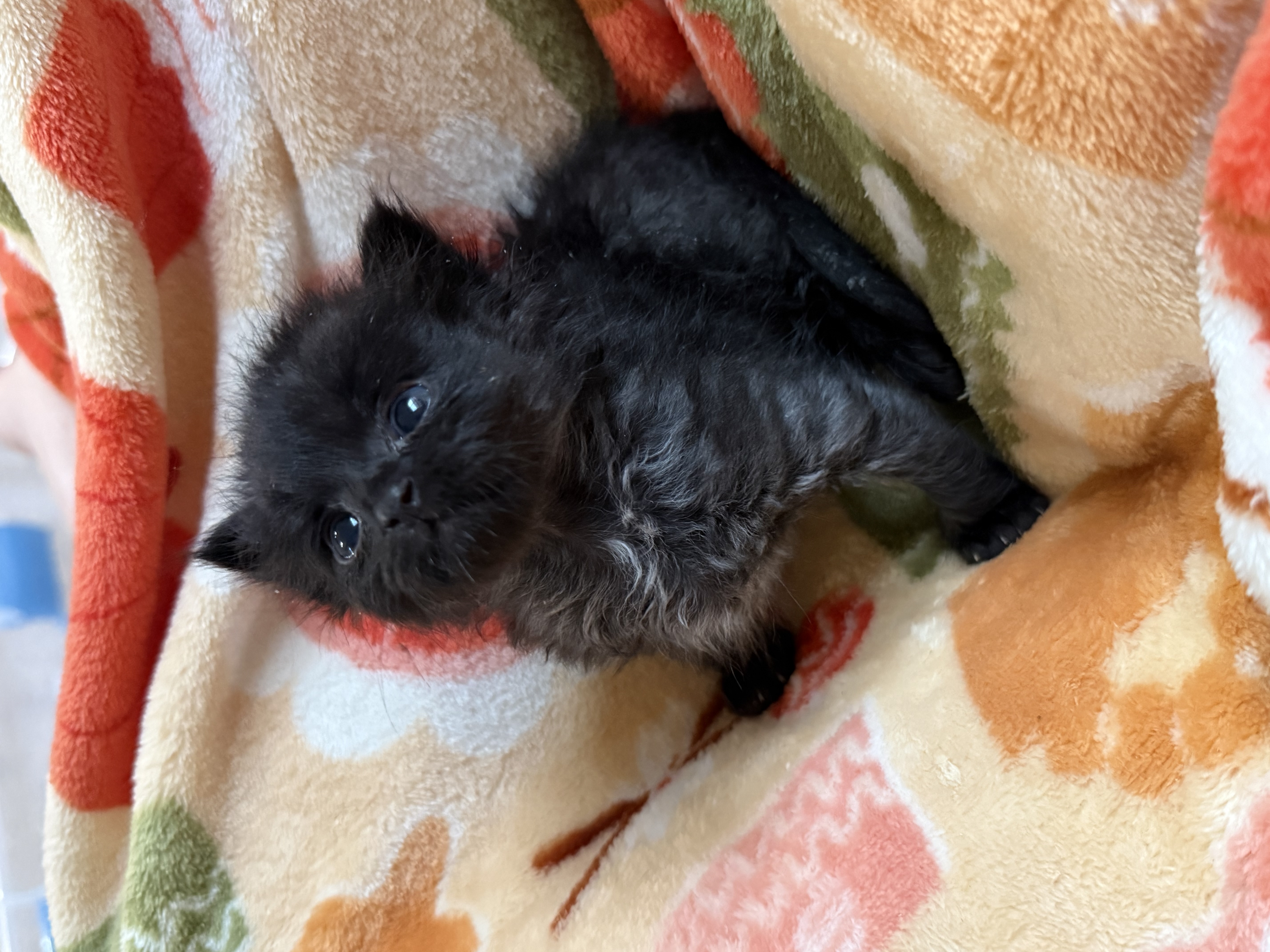 Picture of the Animal Listed