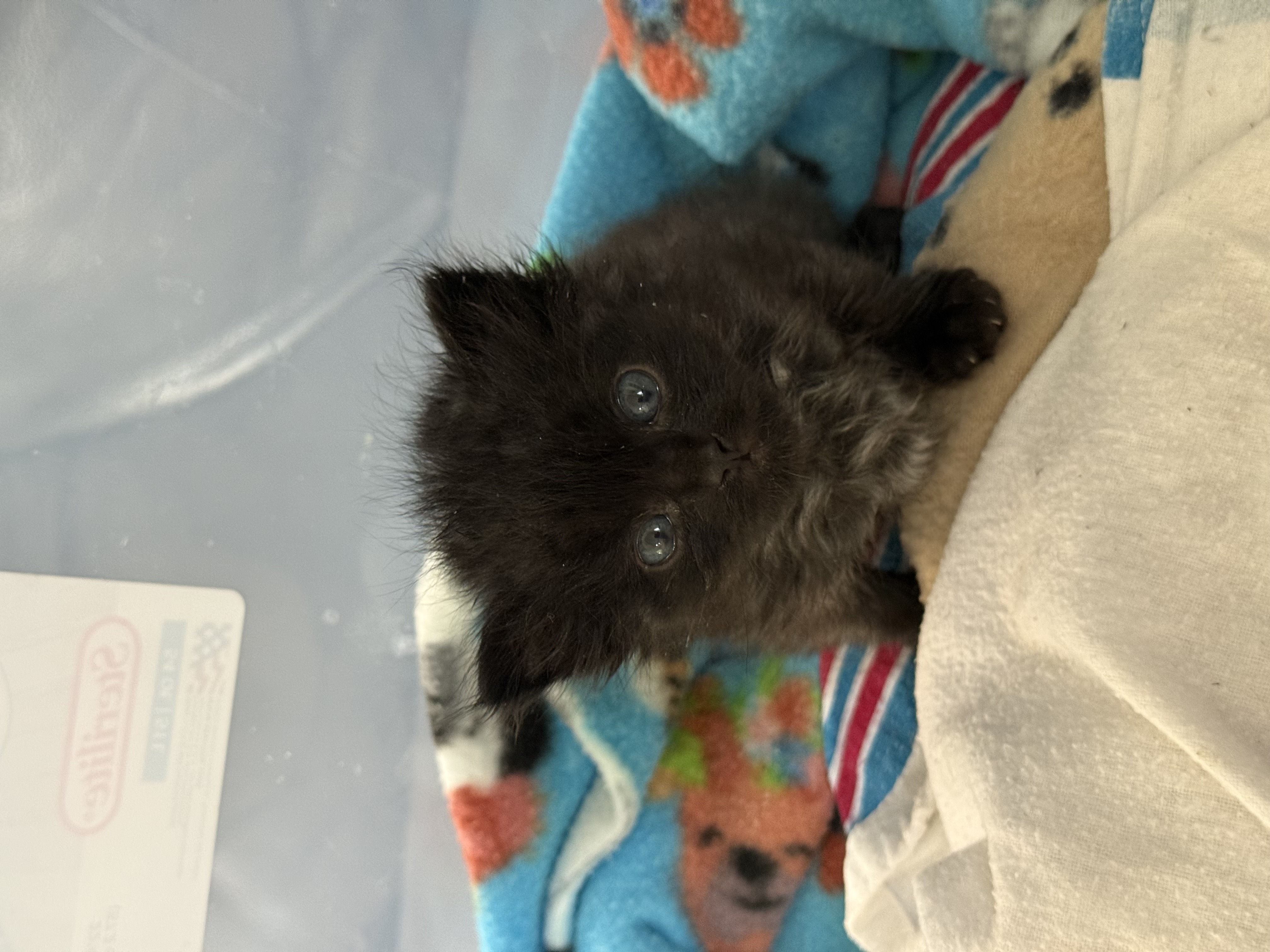 Picture of the Animal Listed