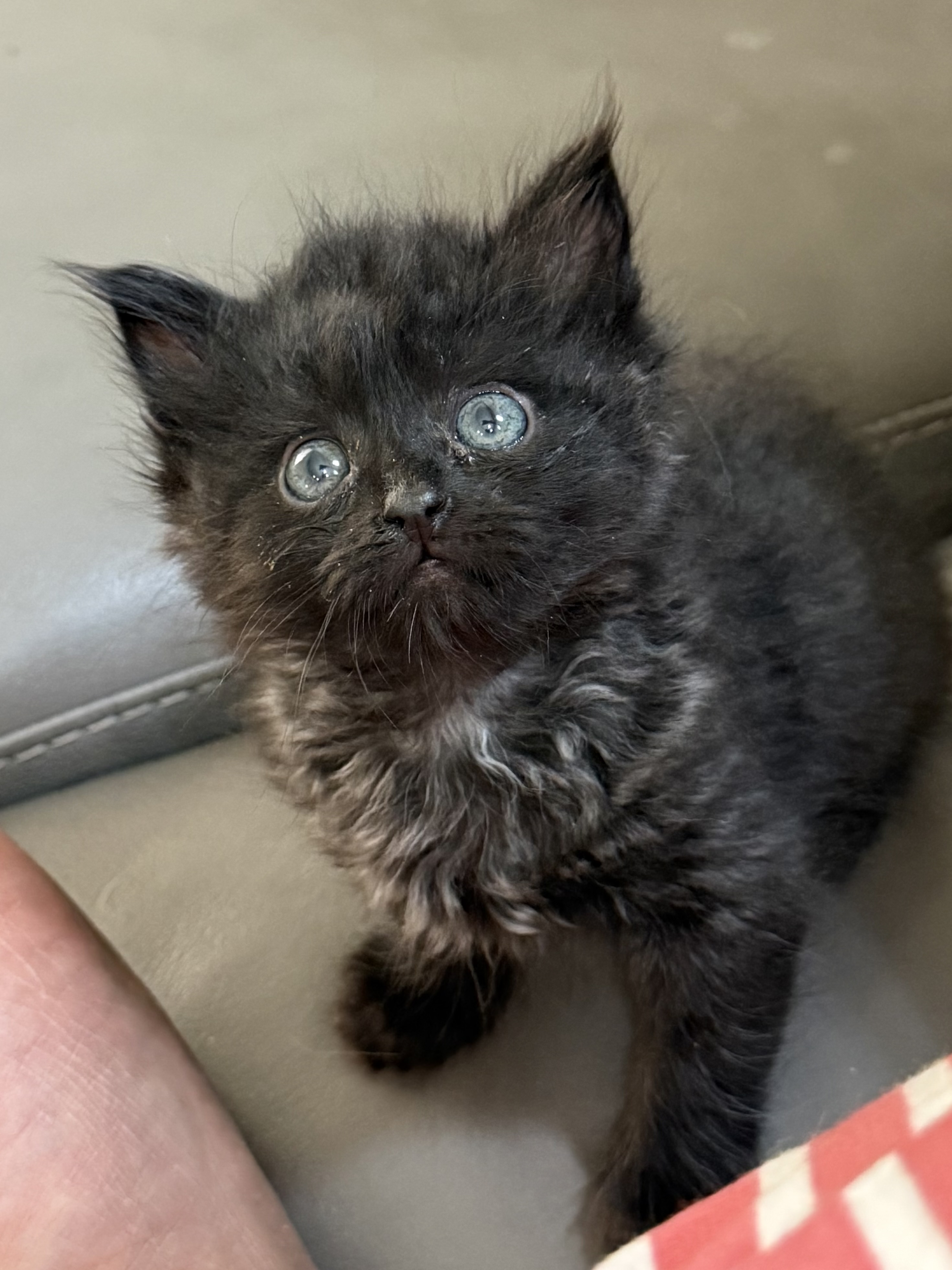 Picture of the Animal Listed