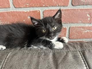 Picture of the Animal Listed
