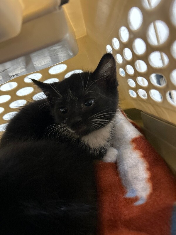 Picture of the Animal Listed