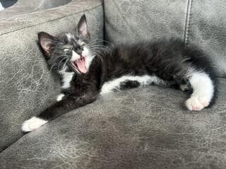 Picture of the Animal Listed