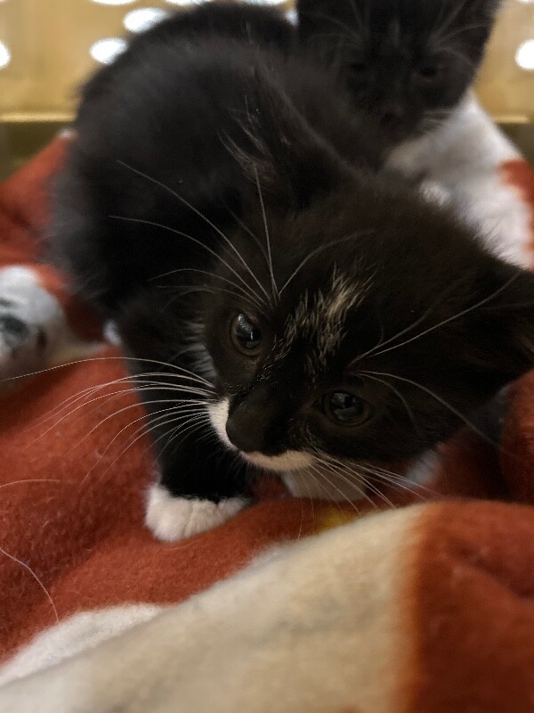 Picture of the Animal Listed