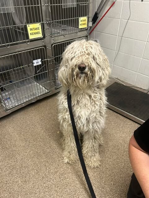 Picture of the Animal Listed