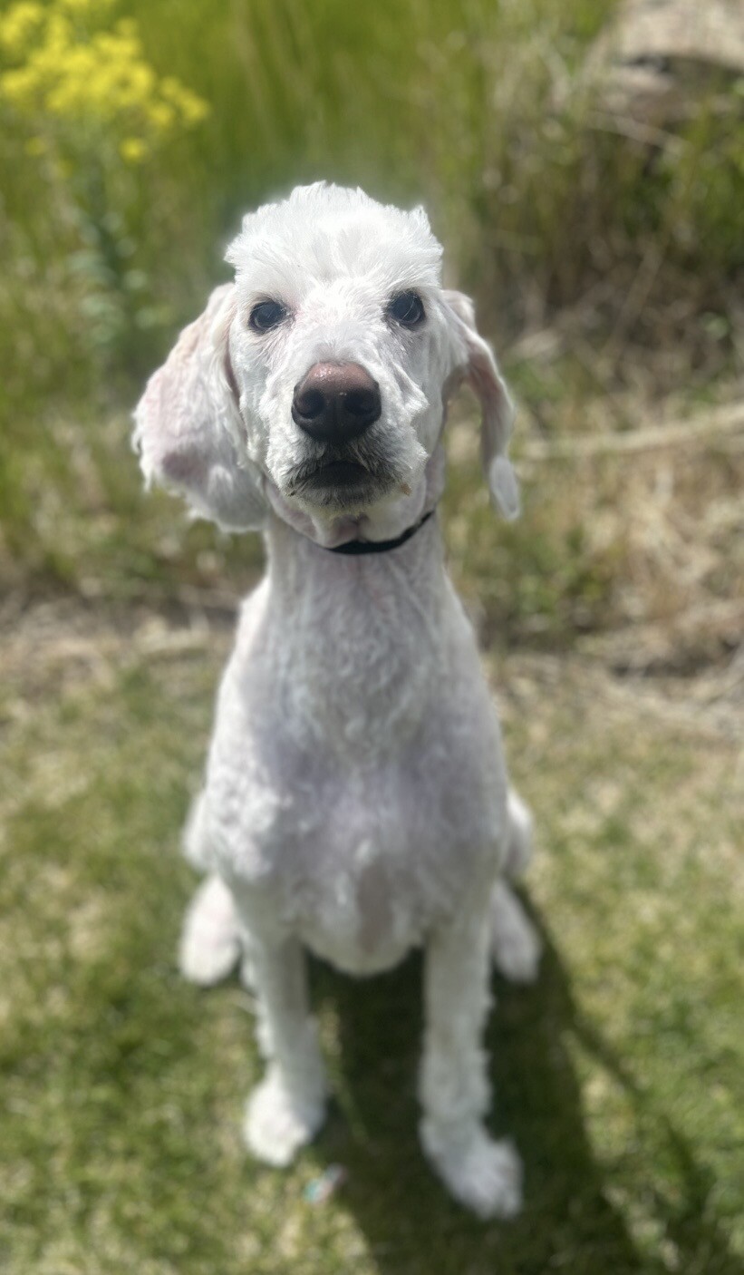 Picture of the Animal Listed