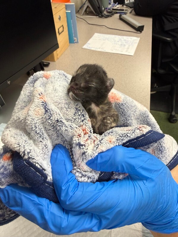Picture of the Animal Listed