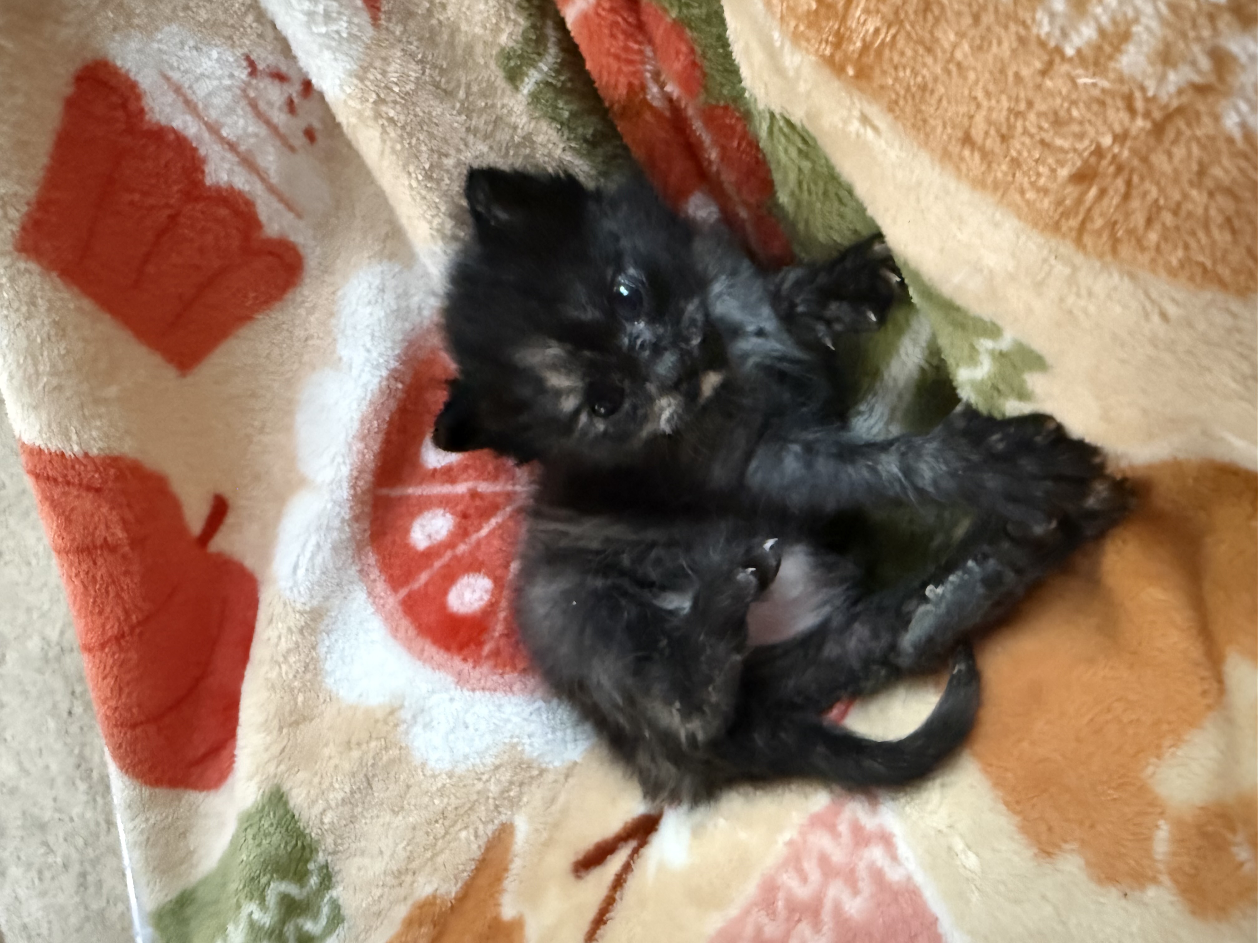 Picture of the Animal Listed