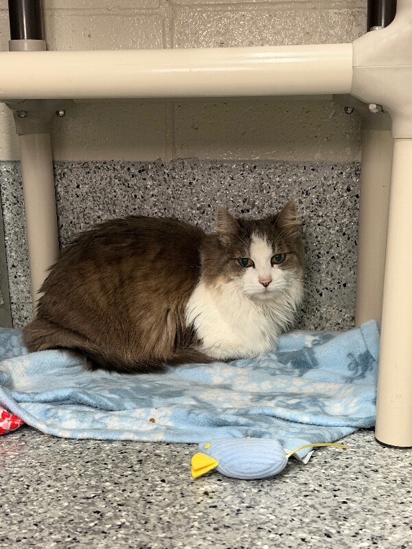 Picture of the Animal Listed