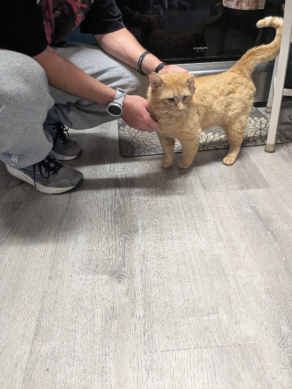 Picture of the Animal Listed