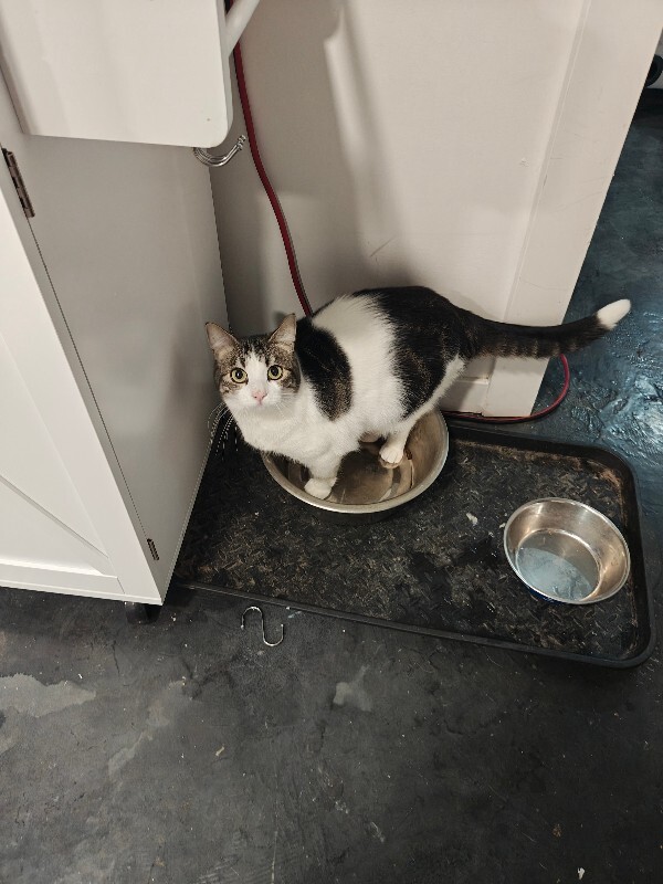 Picture of the Animal Listed