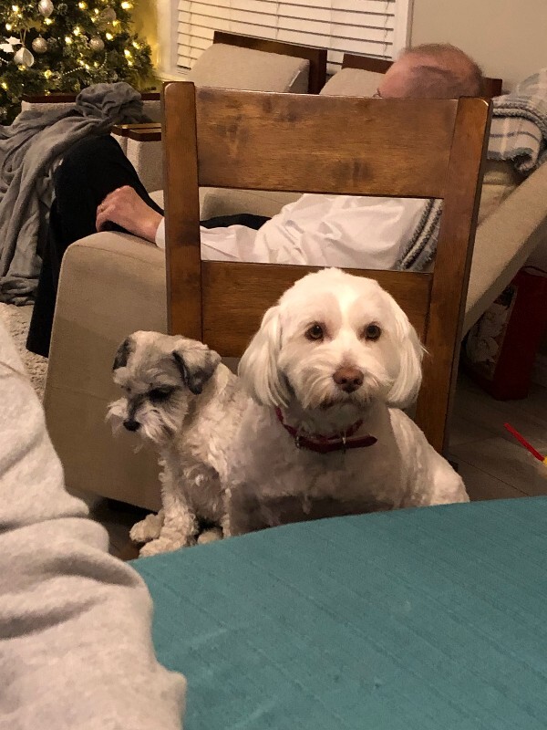Picture of the Animal Listed