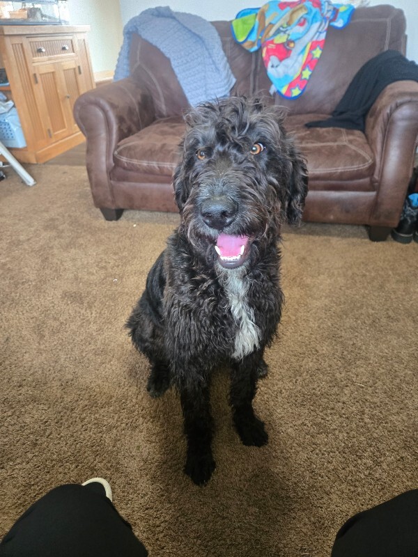 Picture of the Animal Listed