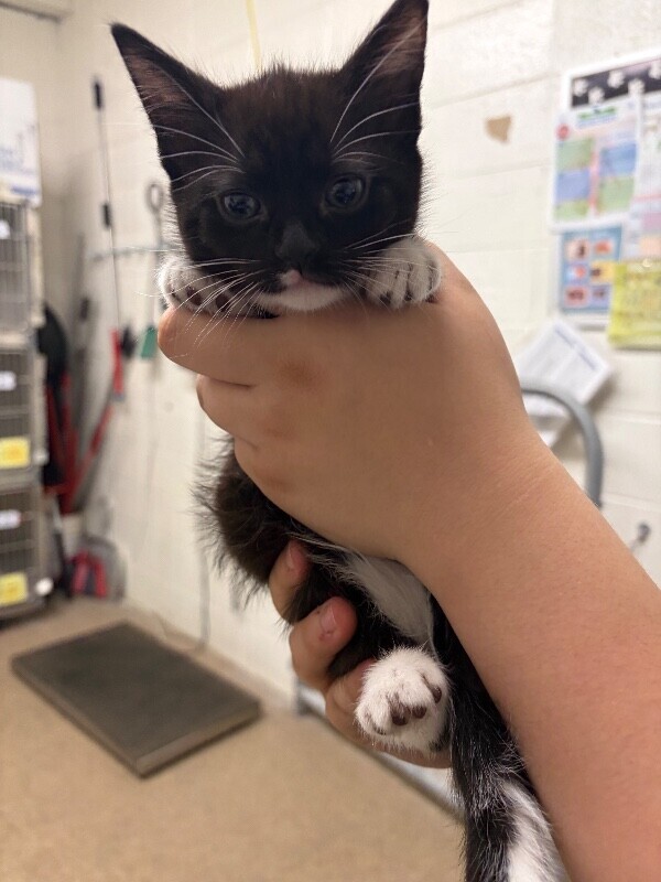 Picture of the Animal Listed