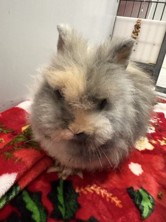 Picture of the Animal Listed