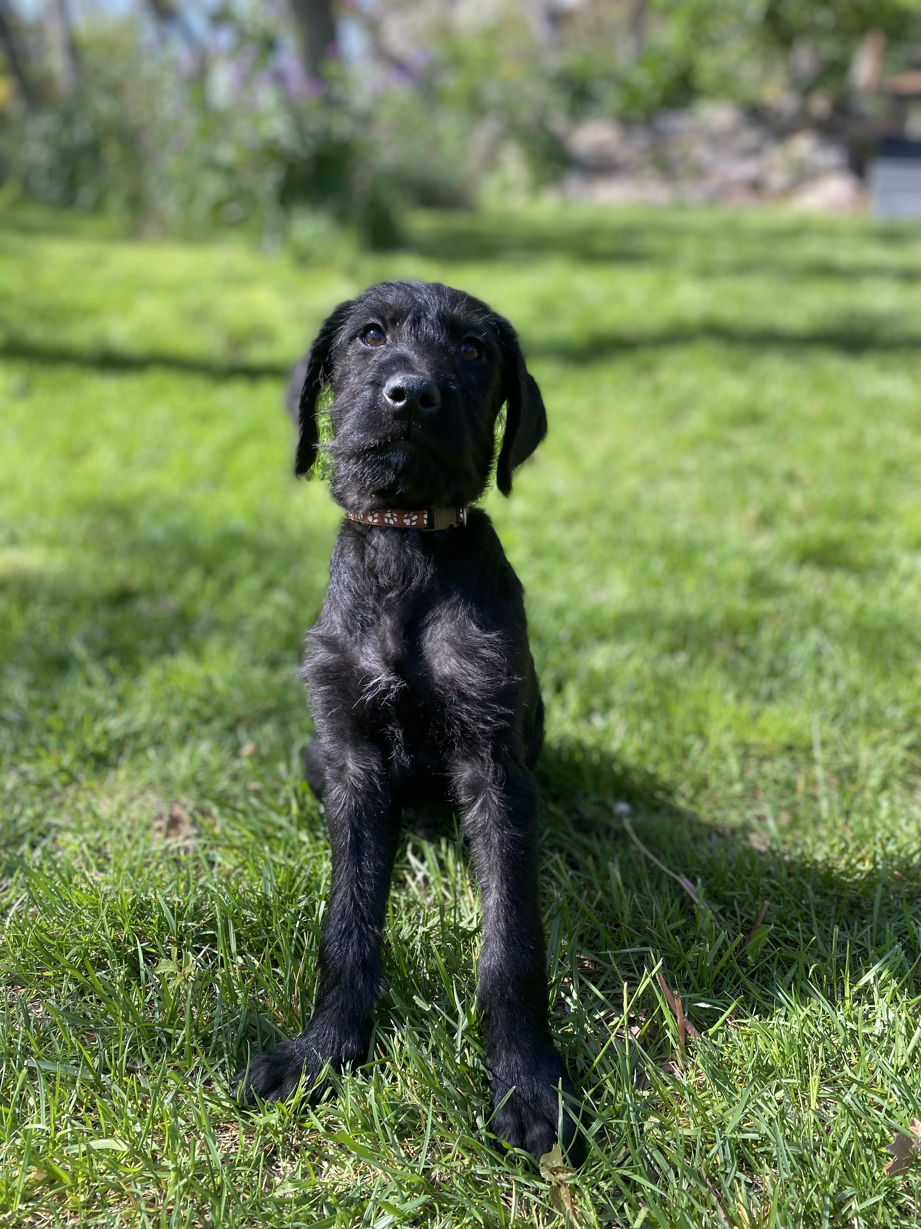 Picture of the Animal Listed