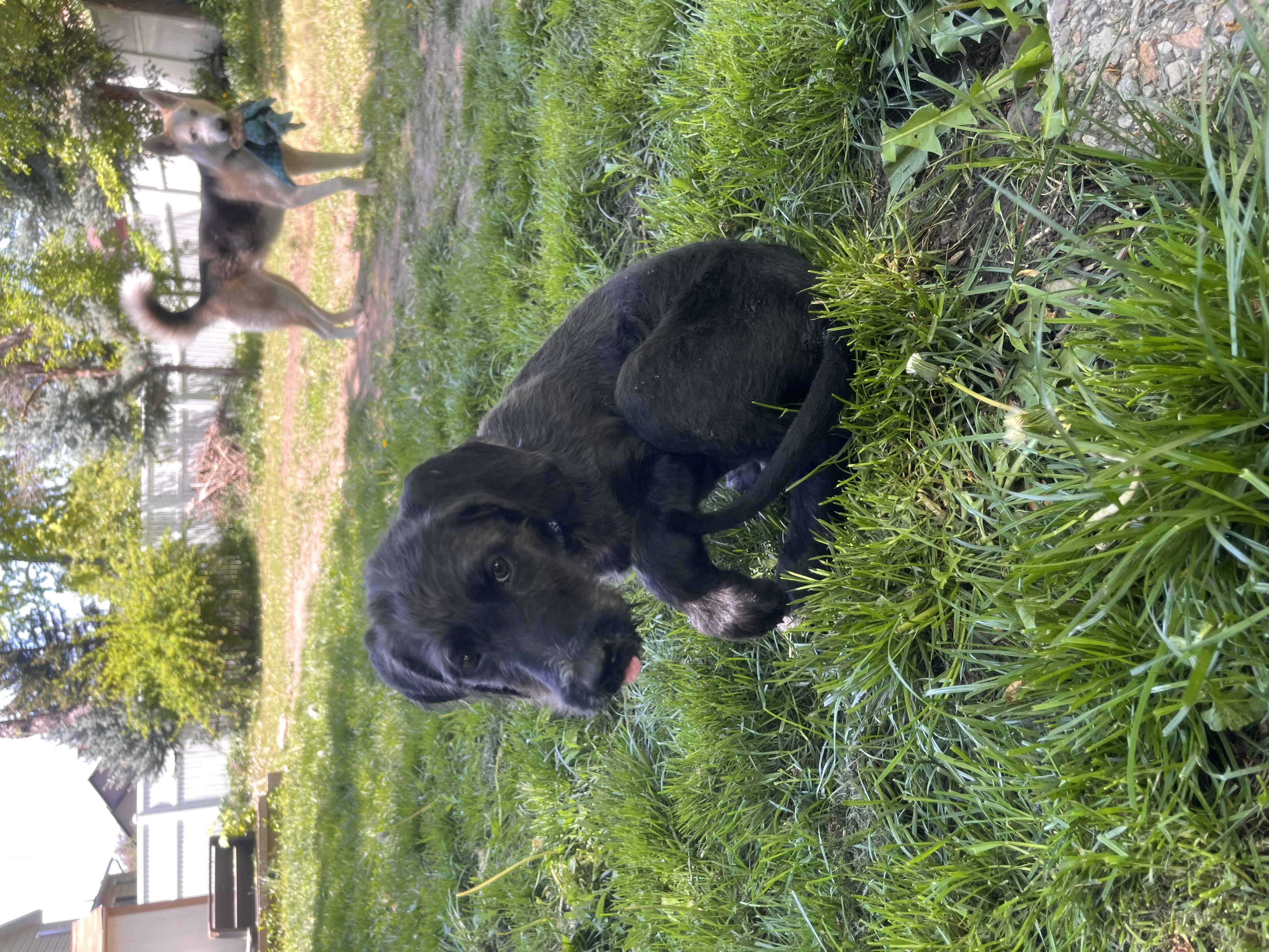 Picture of the Animal Listed