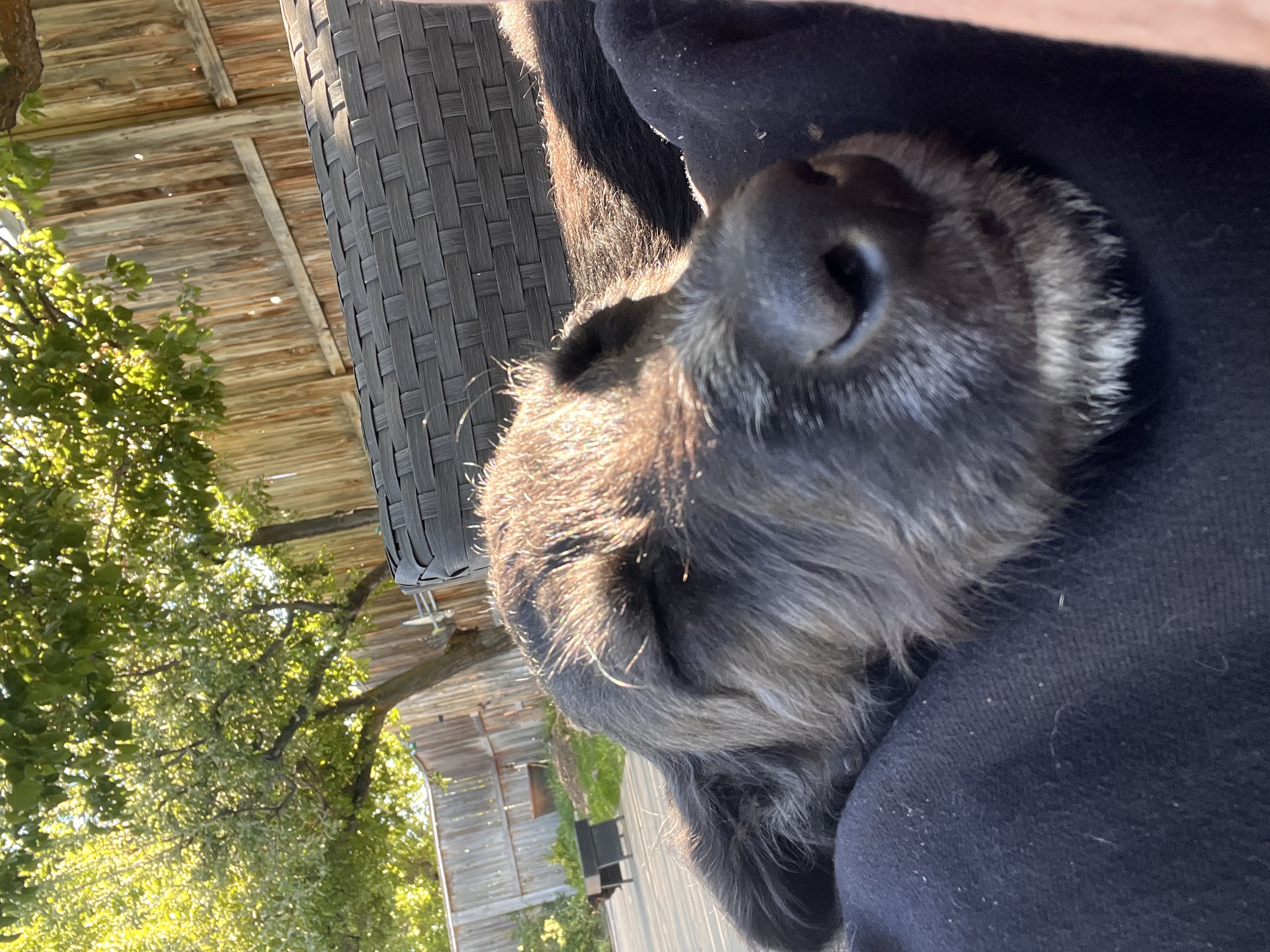Picture of the Animal Listed