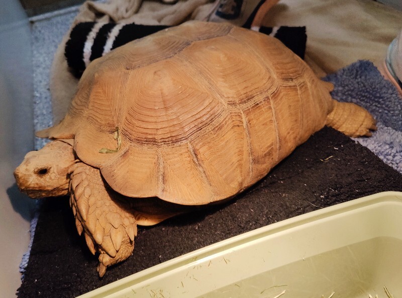 Picture of the Animal Listed