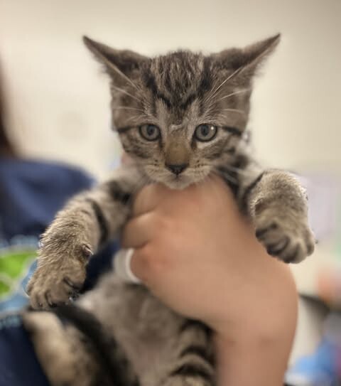Picture of the Animal Listed