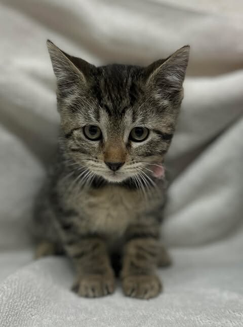 Picture of the Animal Listed