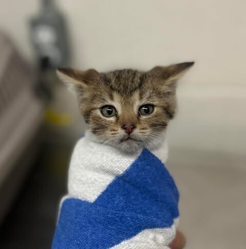 Picture of the Animal Listed
