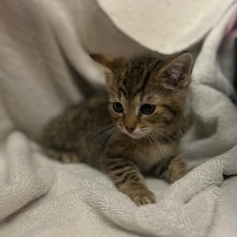 Picture of the Animal Listed