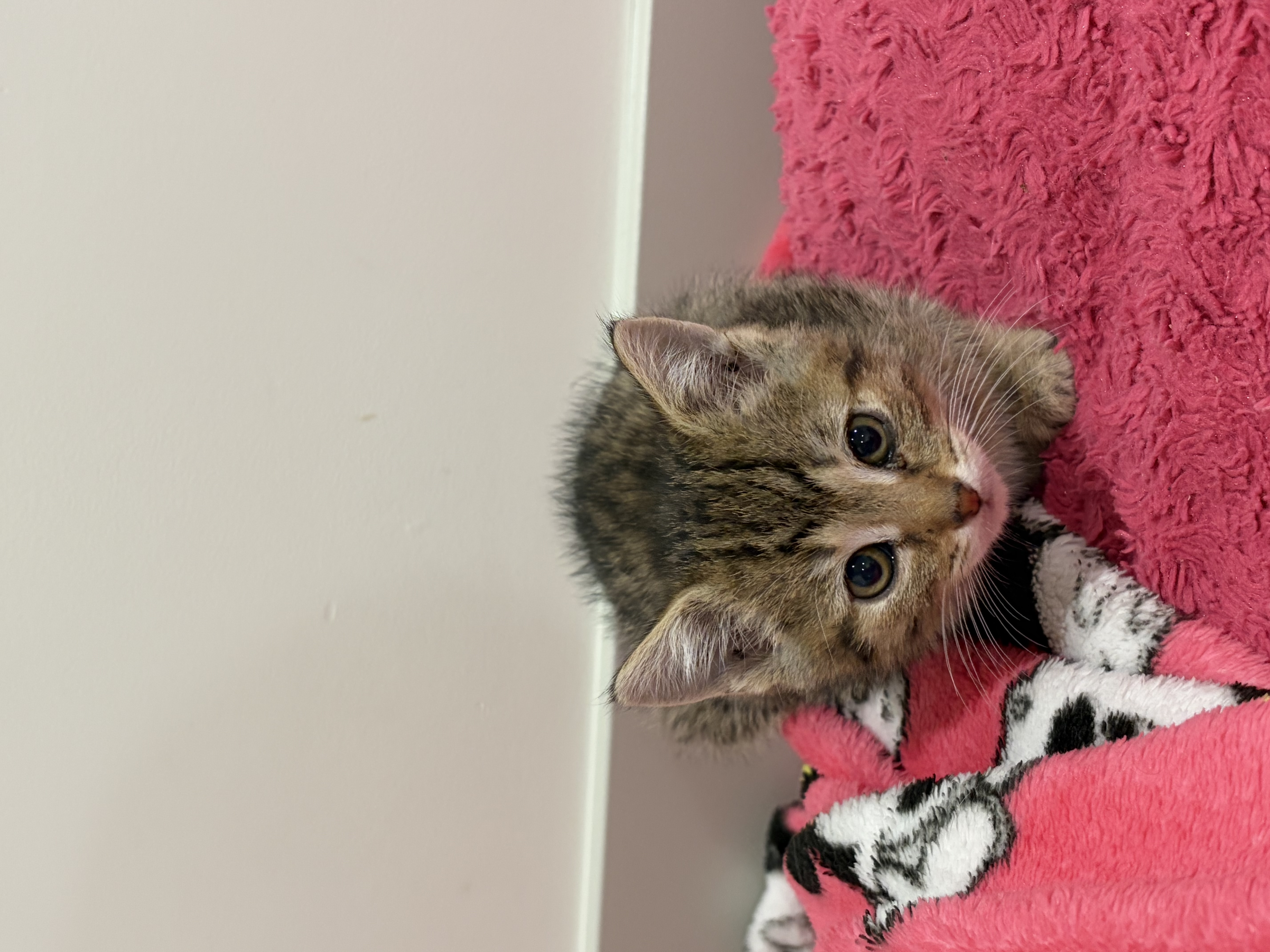 Picture of the Animal Listed