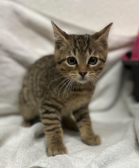 Picture of the Animal Listed