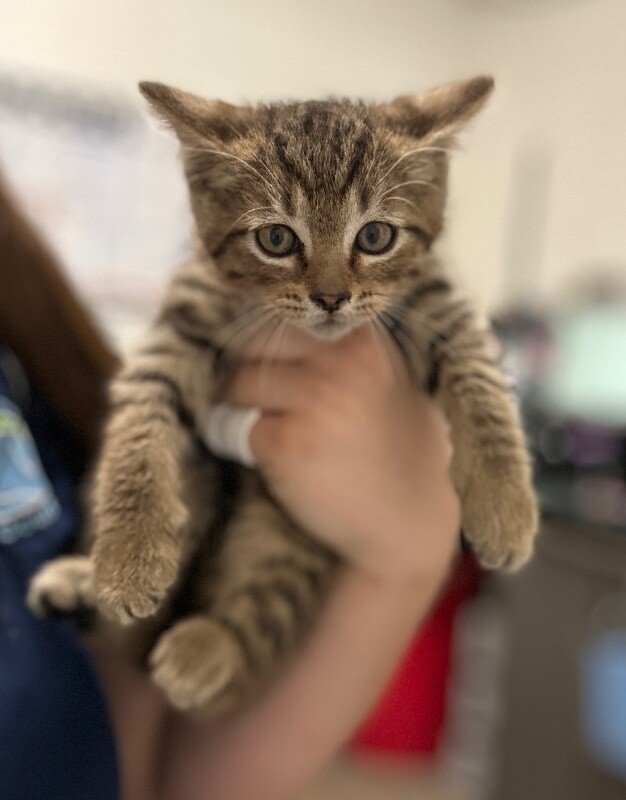 Picture of the Animal Listed