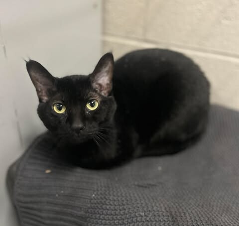 Picture of the Animal Listed