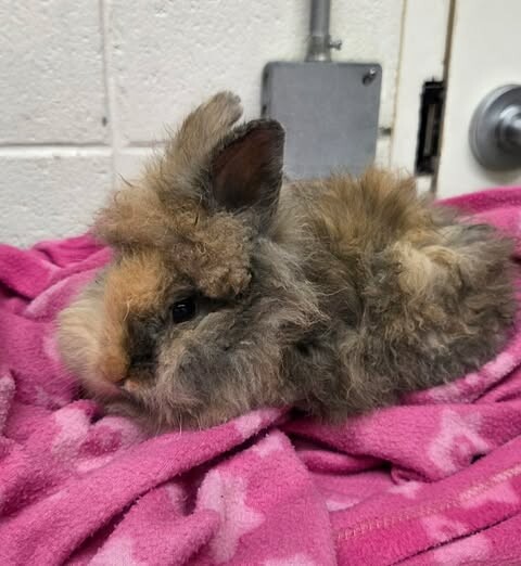 Picture of the Animal Listed