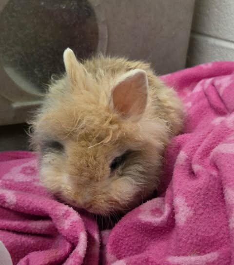 Picture of the Animal Listed